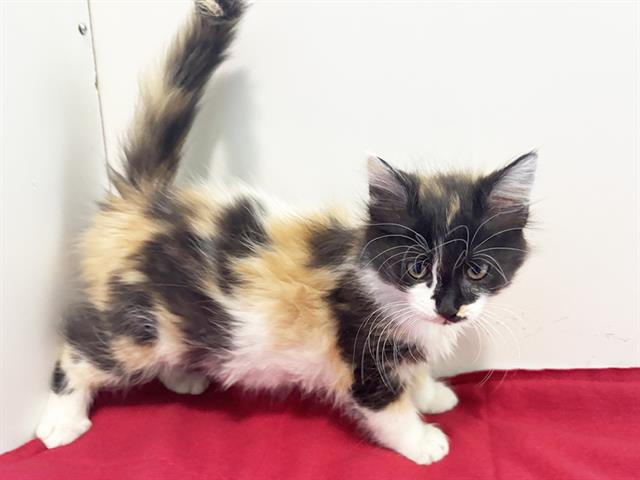 Shelter Stray Female Cat last seen HURLEY WAY/CLINTON RD, 95825, 3839 Bradshaw Rd, Sacramento, CA 95827, USA