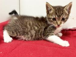 Shelter Stray Female Cat last seen , 3839 Bradshaw Rd, Sacramento, CA 95827, USA