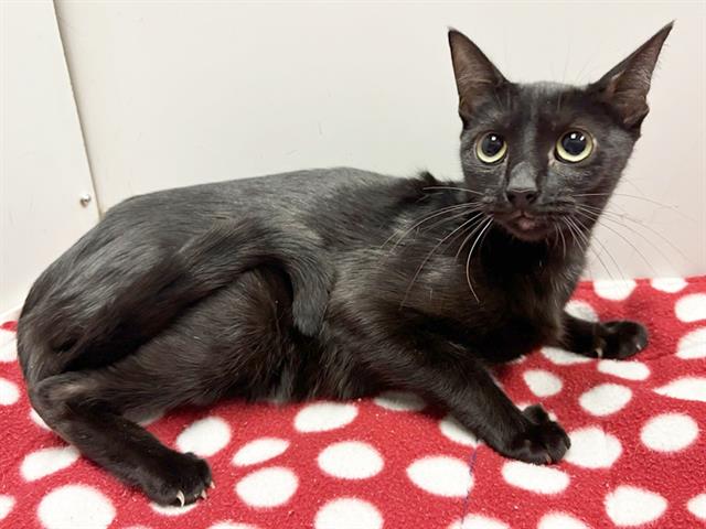 Shelter Stray Female Cat last seen HOWE AVE/EDISON AVE, 95821, 3839 Bradshaw Rd, Sacramento, CA 95827, USA