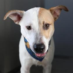 Shelter Stray Male Dog last seen Near BLOCK PLEASANTON RD, 4710 TX-151, San Antonio, TX 78227, USA