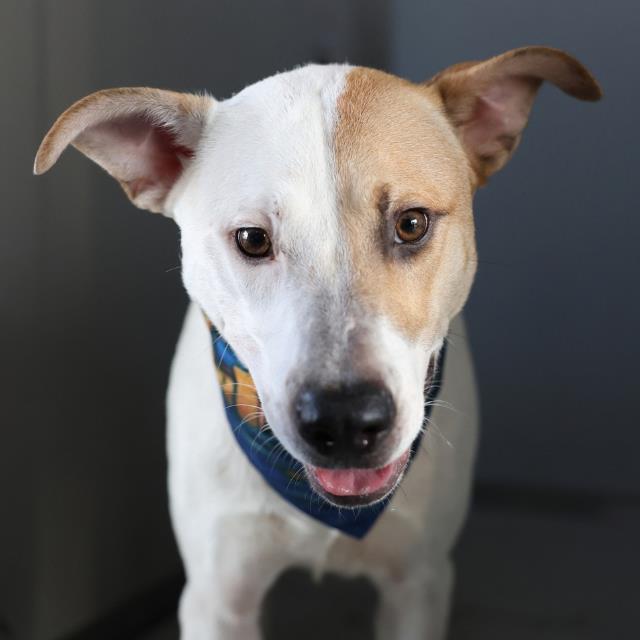 Shelter Stray Male Dog last seen Near BLOCK PLEASANTON RD, 4710 TX-151, San Antonio, TX 78227, USA