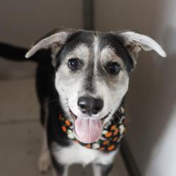 Shelter Stray Female Dog last seen THRIVE YOUTH CENTER, 4710 TX-151, San Antonio, TX 78227, USA