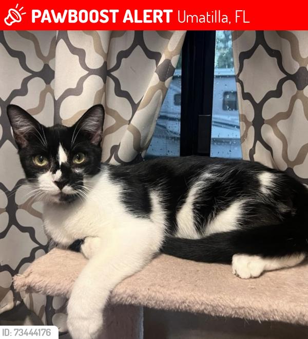Lost Male Cat last seen The area across the Florida Natural Growers warehouse in Umatilla, Umatilla, FL 32784