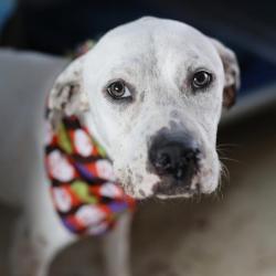 Shelter Stray Female Dog last seen HUMBOLDT AND LENARD ST, 4710 TX-151, San Antonio, TX 78227, USA