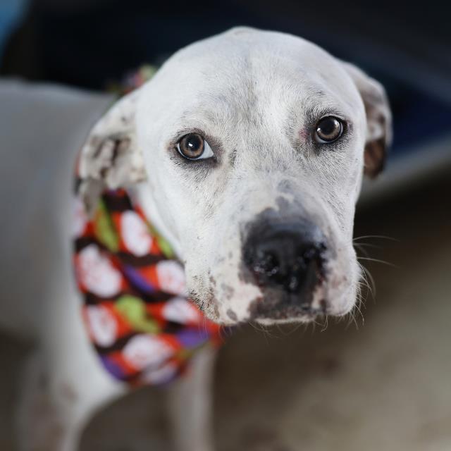 Shelter Stray Female Dog last seen HUMBOLDT AND LENARD ST, 4710 TX-151, San Antonio, TX 78227, USA