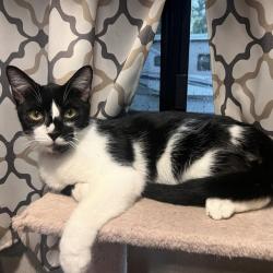 Lost Male Cat last seen The area across the Florida Natural Growers warehouse in Umatilla, Umatilla, FL 32784