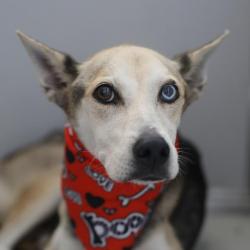 Shelter Stray Female Dog last seen BENRUS BLVD AND MARIA ELENA, 4710 TX-151, San Antonio, TX 78227, USA