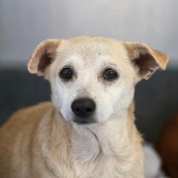 Shelter Stray Female Dog last seen Near BLOCK SIMPLICITY DR, 4710 TX-151, San Antonio, TX 78227, USA