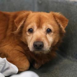 Shelter Stray Male Dog last seen Near BLOCK SIMPLICITY DR, 4710 TX-151, San Antonio, TX 78227, USA