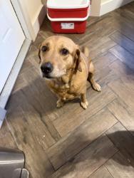 Found/Stray Female Dog last seen Boca ciega highschool, Gulfport, FL 33707