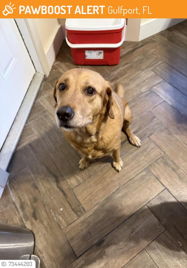 Found/Stray Female Dog last seen Boca ciega highschool, Gulfport, FL 33707