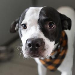Shelter Stray Female Dog last seen Near BLOCK JUDGES TRAIL, 4710 TX-151, San Antonio, TX 78227, USA