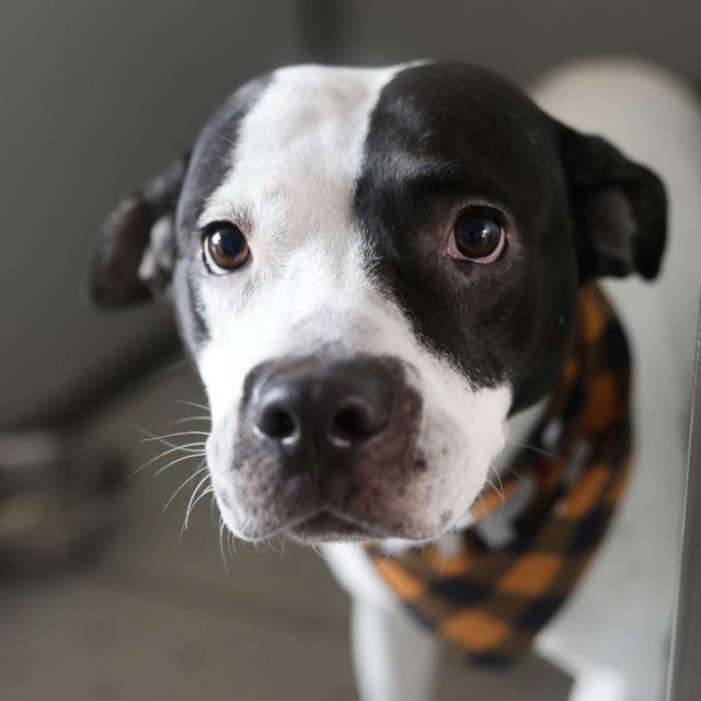 Shelter Stray Female Dog last seen Near BLOCK JUDGES TRAIL, 4710 TX-151, San Antonio, TX 78227, USA