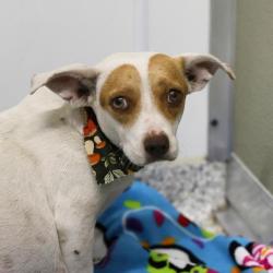 Shelter Stray Female Dog last seen Near BLOCK HIDALGO ST, 4710 TX-151, San Antonio, TX 78227, USA