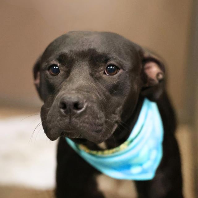 Shelter Stray Female Dog last seen Near BLOCK RICHARD FRANK, 4710 TX-151, San Antonio, TX 78227, USA