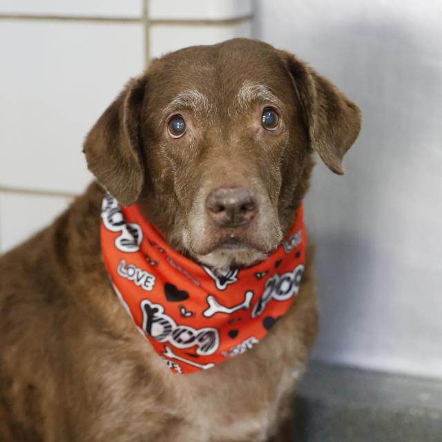 Shelter Stray Female Dog last seen Near BLOCK HOMERIC, 4710 TX-151, San Antonio, TX 78227, USA