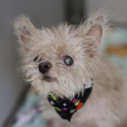 Shelter Stray Male Dog last seen Near BLOCK SIMPLICITY DR, 4710 TX-151, San Antonio, TX 78227, USA