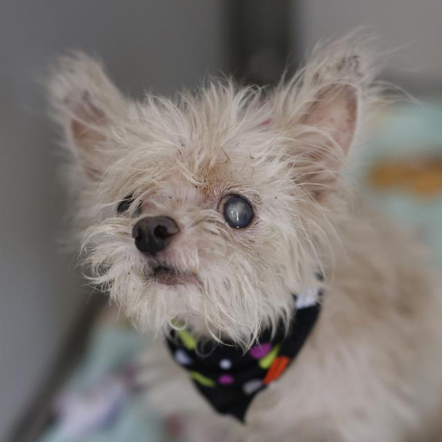 Shelter Stray Male Dog last seen Near BLOCK SIMPLICITY DR, 4710 TX-151, San Antonio, TX 78227, USA