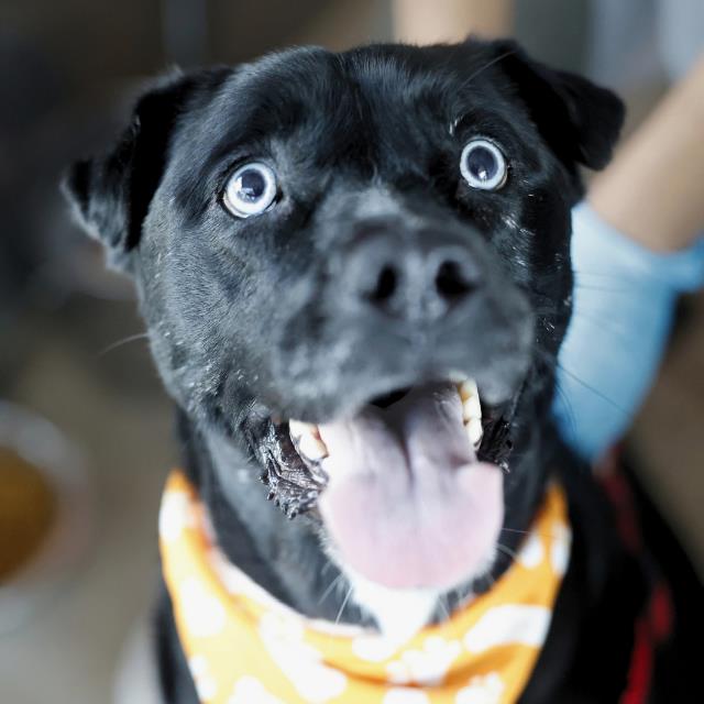 Shelter Stray Female Dog last seen Near BLOCK JUDGES TRAIL, 4710 TX-151, San Antonio, TX 78227, USA