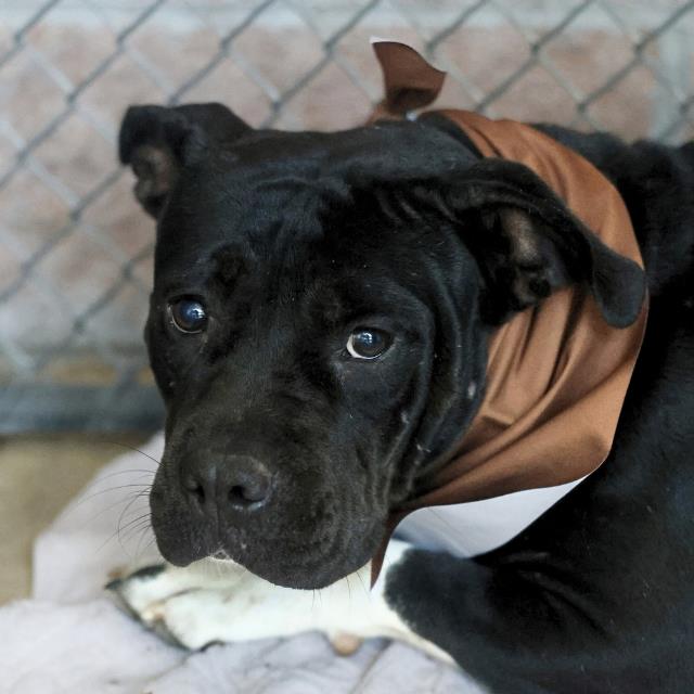 Shelter Stray Female Dog last seen Near BLOCK RICHARD FRANK, 4710 TX-151, San Antonio, TX 78227, USA