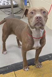 Shelter Stray Female Dog last seen Near BLOCK W 25TH ST, SANFORD FL 32771, 232 Eslinger Way, Sanford, FL 32773, USA