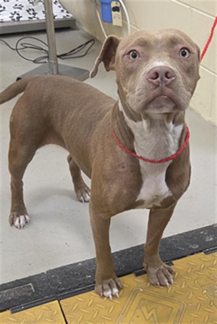 Shelter Stray Female Dog last seen Near BLOCK W 25TH ST, SANFORD FL 32771, 232 Eslinger Way, Sanford, FL 32773, USA