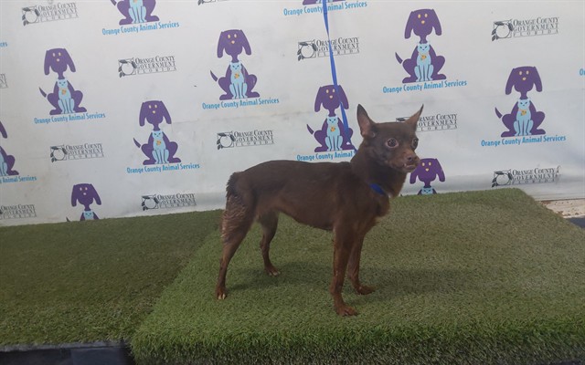 Shelter Stray Female Dog last seen , 2769 Conroy Rd, Orlando, FL 32839, USA