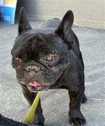 Shelter Stray Male Dog last seen , 1850 W 60th St, Los Angeles, CA 90047, USA