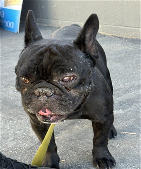 Shelter Stray Male Dog last seen , 1850 W 60th St, Los Angeles, CA 90047, USA