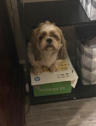 Lost Female Dog last seen Lee Rd, Jacksonville, FL 32225