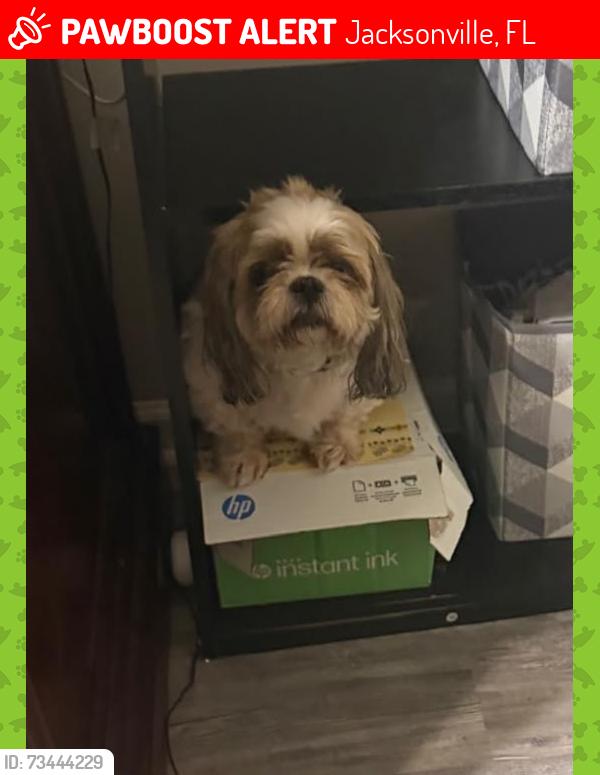 Lost Female Dog last seen Lee Rd, Jacksonville, FL 32225
