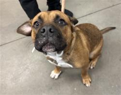 Shelter Stray Male Dog last seen N 30TH DR AND W ROMA AVE, 2500 S 27th Ave, Phoenix, AZ 85009, USA