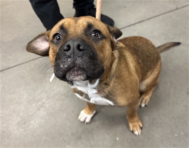 Shelter Stray Male Dog last seen N 30TH DR AND W ROMA AVE, 2500 S 27th Ave, Phoenix, AZ 85009, USA