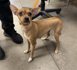 Shelter Stray Female Dog last seen W HADLEY ST AND S 43RD AVE, 2500 S 27th Ave, Phoenix, AZ 85009, USA
