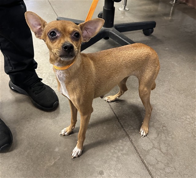Shelter Stray Female Dog last seen W HADLEY ST AND S 43RD AVE, 2500 S 27th Ave, Phoenix, AZ 85009, USA