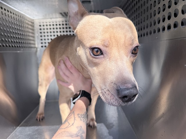 Shelter Stray Female Dog last seen W INDIAN SCHOOL RD AND GRAND AVE, 2500 S 27th Ave, Phoenix, AZ 85009, USA