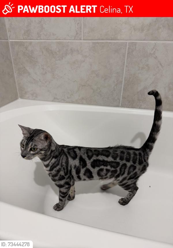 Lost Female Cat last seen Legacy Hills Community Lilybrooke, Celina, TX 75009
