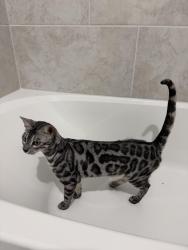 Lost Female Cat last seen Legacy Hills Community Lilybrooke, Celina, TX 75009