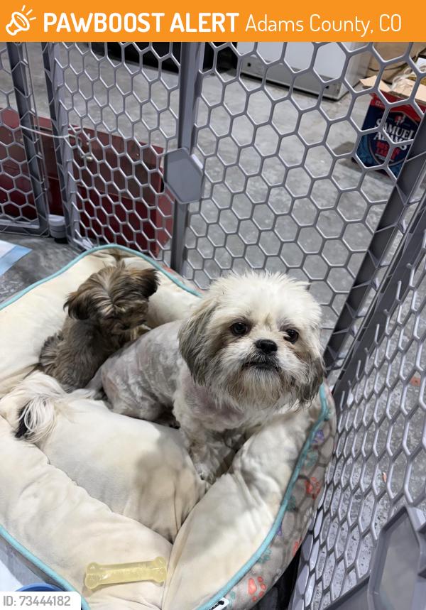Found/Stray Female Dog last seen near E 156th Ave and Elk Circle, Brighton, CO 80603, Adams County, CO 80603