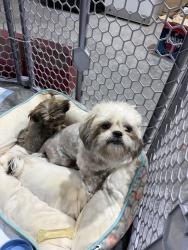 Found/Stray Female Dog last seen near E 156th Ave and Elk Circle, Brighton, CO 80603, Adams County, CO 80603