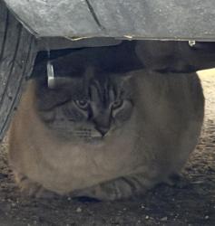 Found/Stray Unknown Cat last seen Gibson and Carlisle off of Eastern ave and Amherst se, Albuquerque, NM 87106