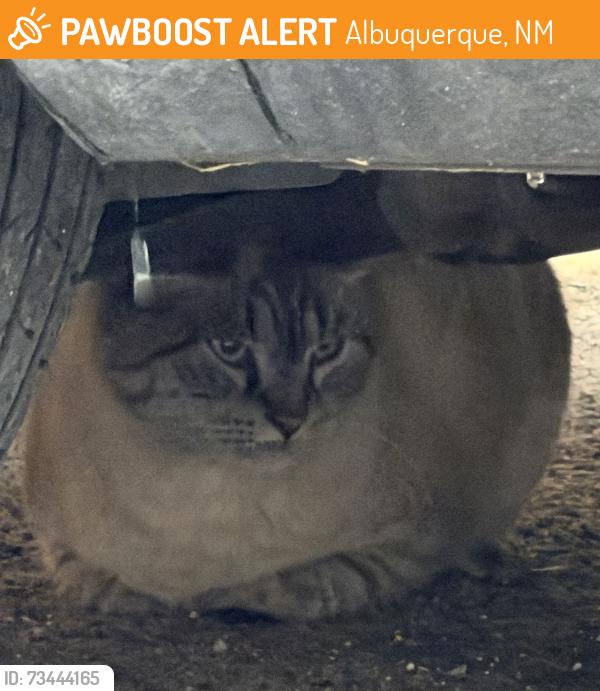 Found/Stray Unknown Cat last seen Gibson and Carlisle off of Eastern ave and Amherst se, Albuquerque, NM 87106