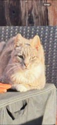 Lost Male Cat last seen Van geisen, Richland, WA 99354