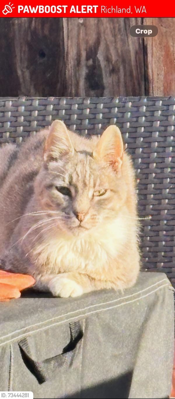 Lost Male Cat last seen Van geisen, Richland, WA 99354