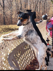Lost Female Dog last seen Turner St and huss st, Lincolnton, NC 28092