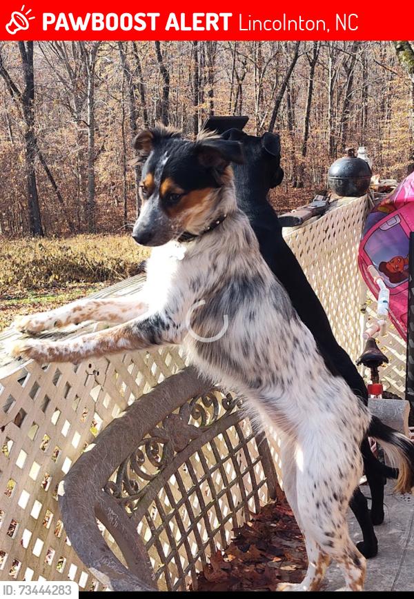 Lost Female Dog last seen Turner St and huss st, Lincolnton, NC 28092