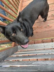 Reunited Male Dog last seen deborah ct wilmington, Wilmington, NC 28405