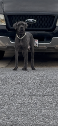 Found/Stray Female Dog last seen Ryan dr, Suitland-Silver Hill, MD 20746