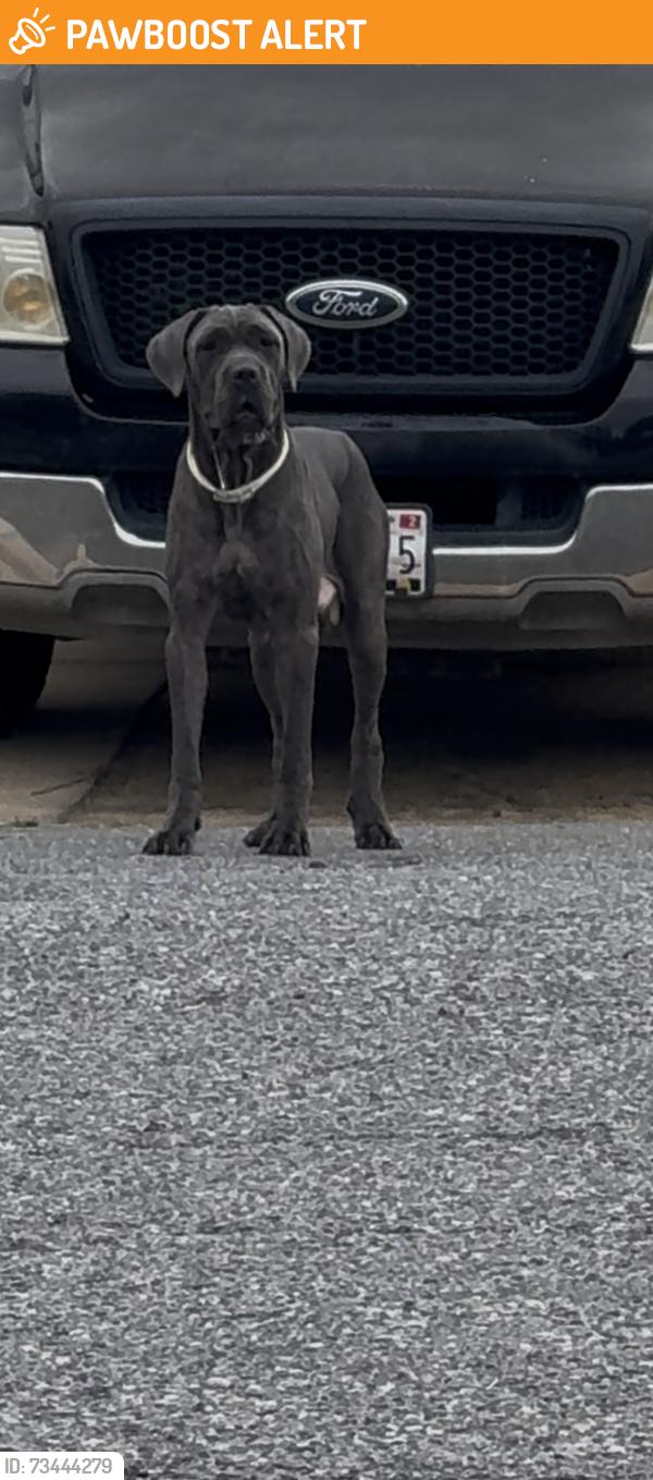 Found/Stray Female Dog last seen Ryan dr, Suitland-Silver Hill, MD 20746