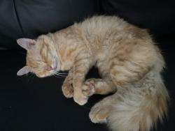 Reunited Male Cat last seen Skokie, Skokie, IL 60076